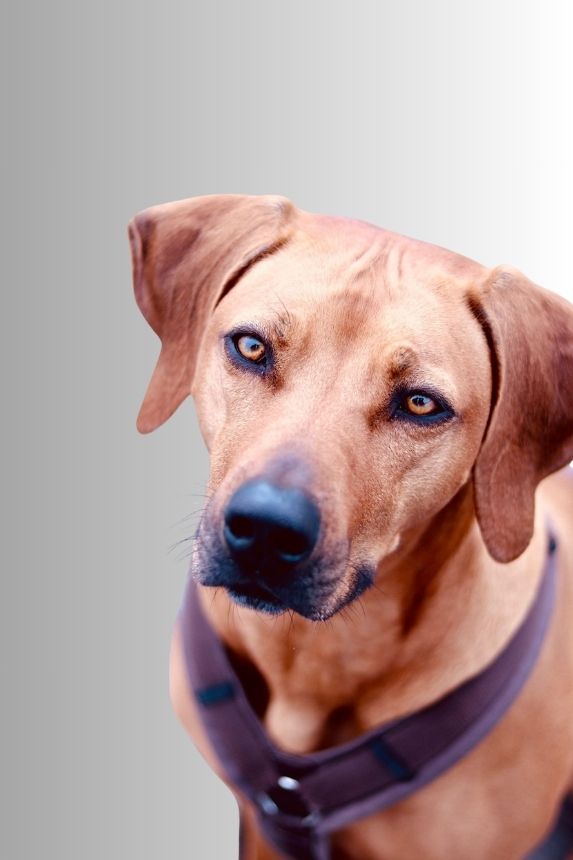 Nala